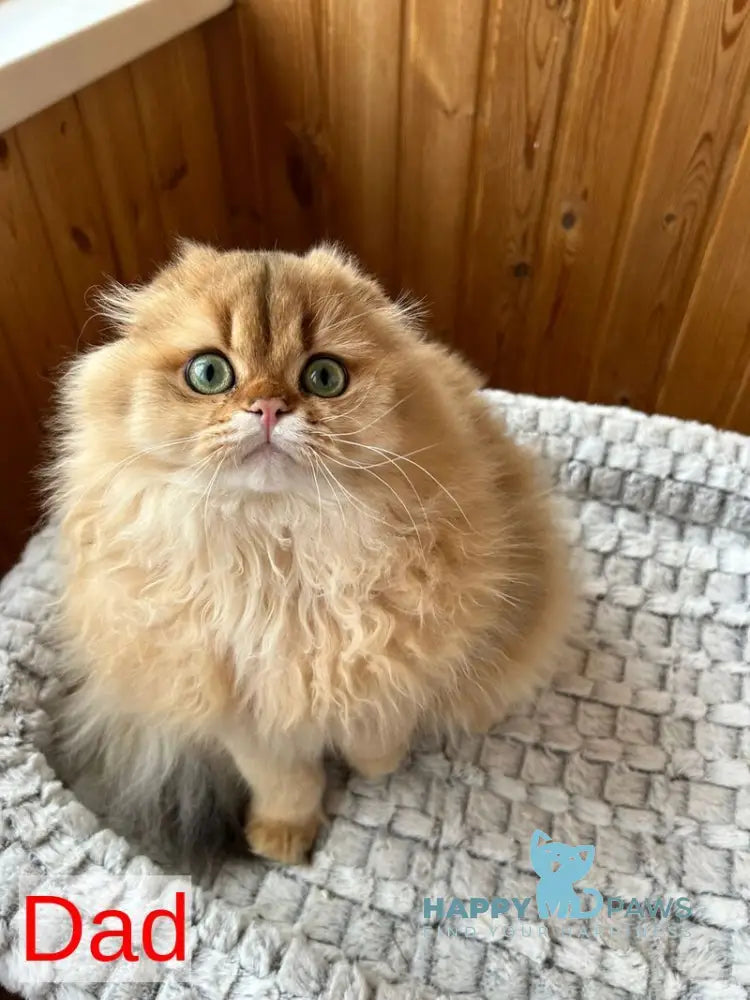 Pepper Scottish Fold male black golden ticked tabby - live animals