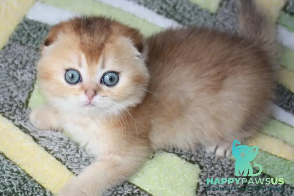 Pepper Scottish Fold male black golden ticked tabby - live animals