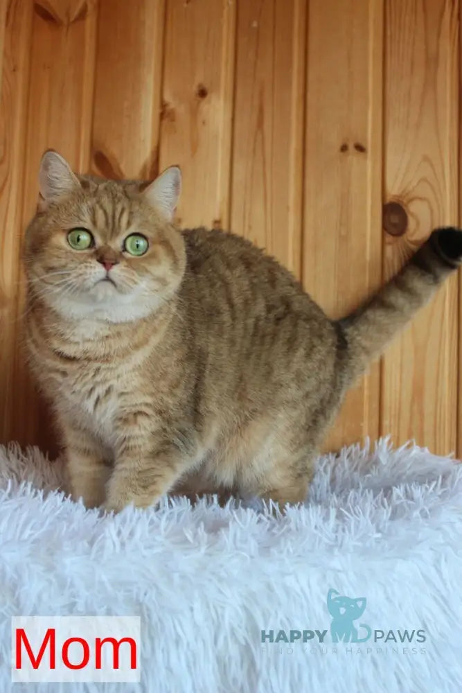 Pepper Scottish Fold male black golden ticked tabby - live animals