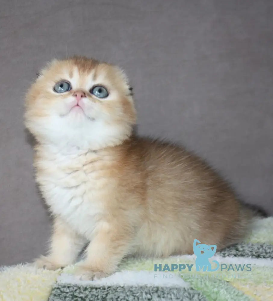 Pepper Scottish Fold male black golden ticked tabby - live animals