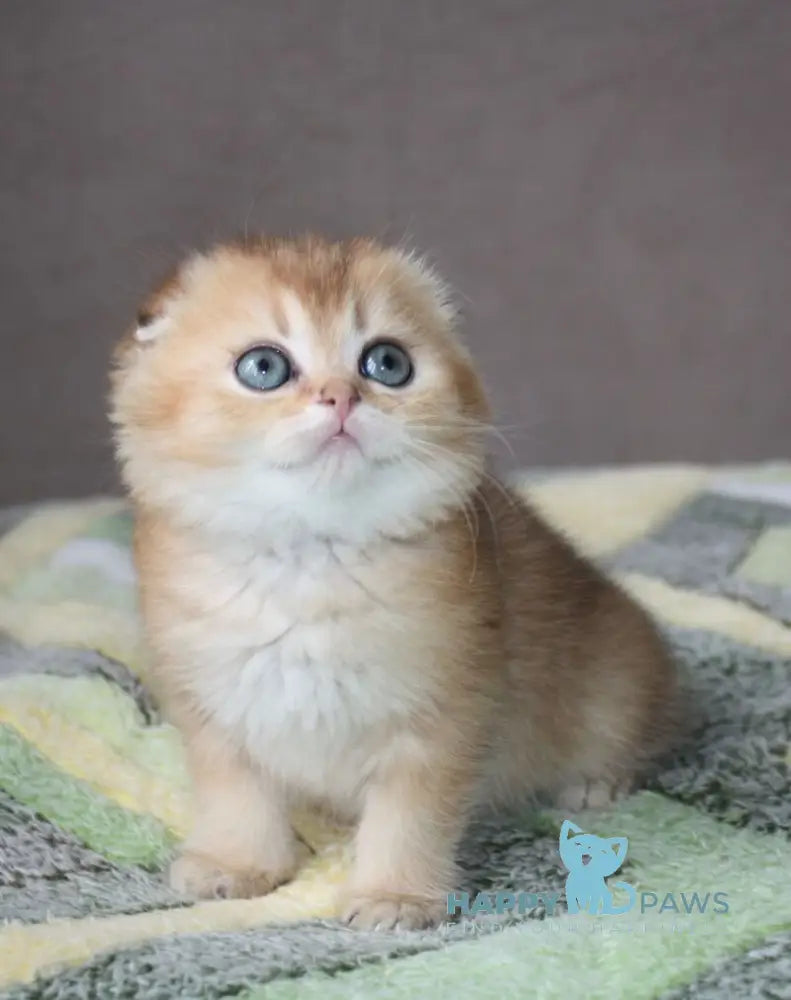 Pepper Scottish Fold male black golden ticked tabby - live animals
