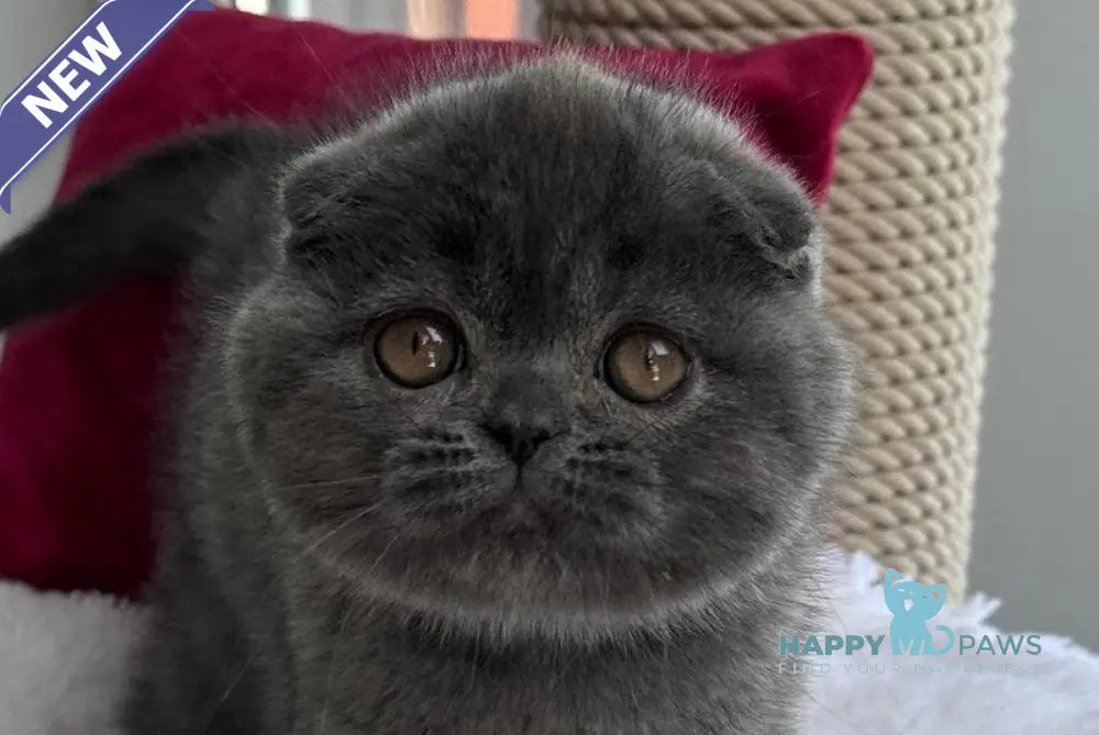 Pepper Scottish Fold male blue live animals