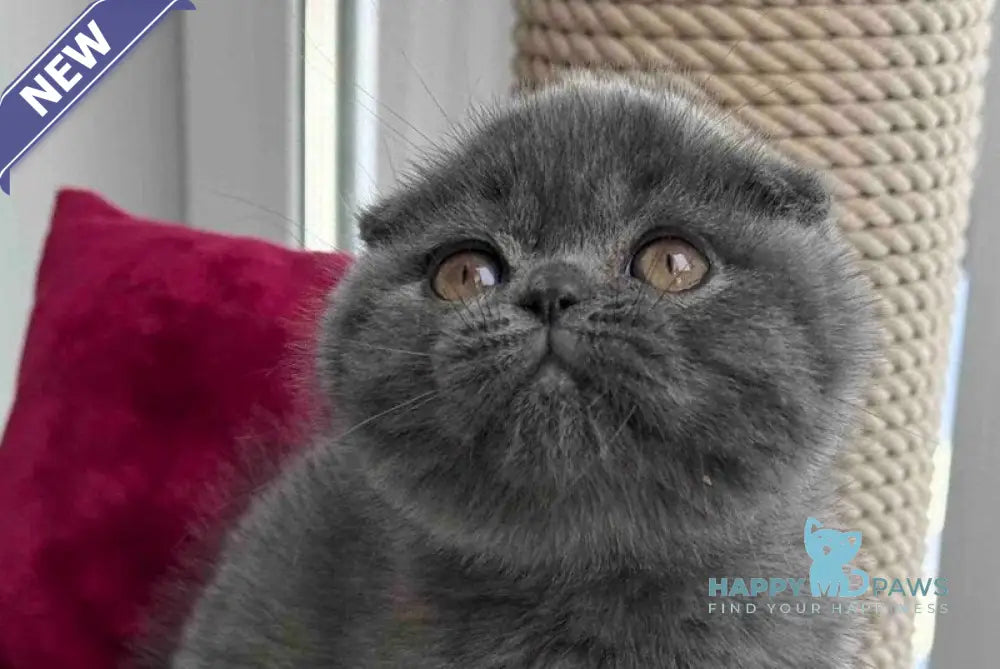 Pepper Scottish Fold male blue live animals