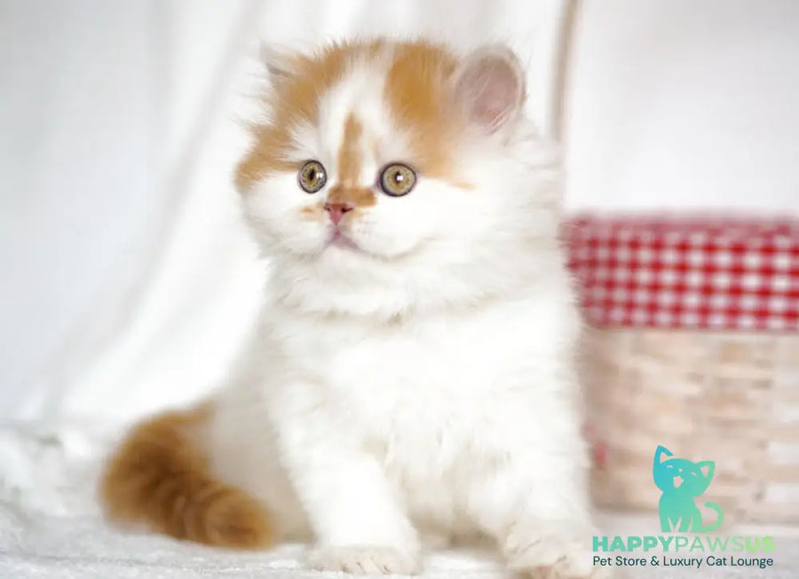 Pepper Scottish Straight male red tabby harlequin - live animals