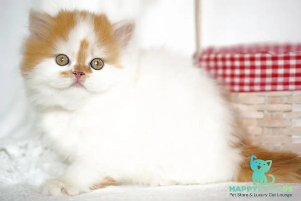 Pepper Scottish Straight male red tabby harlequin - live animals