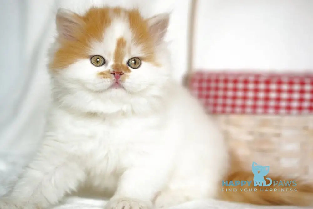Pepper Scottish Straight male red tabby harlequin - live animals