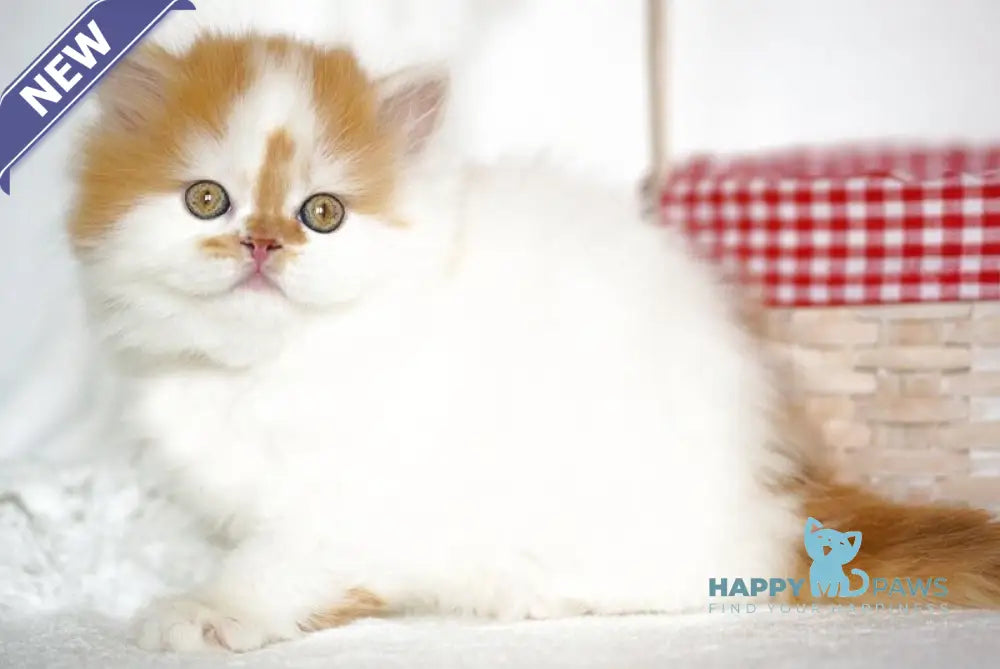 Pepper Scottish Straight male red tabby harlequin - live animals