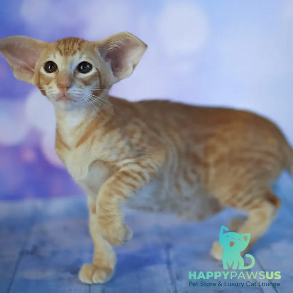 Pеpрer Oriental Shorthair male red - live animals