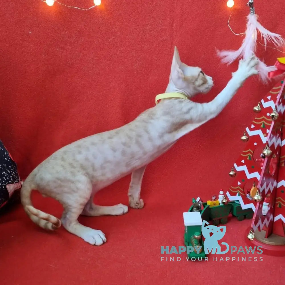 Pepsi Devon Rex Male Red Spotted Tabby Bicolour Live Animals