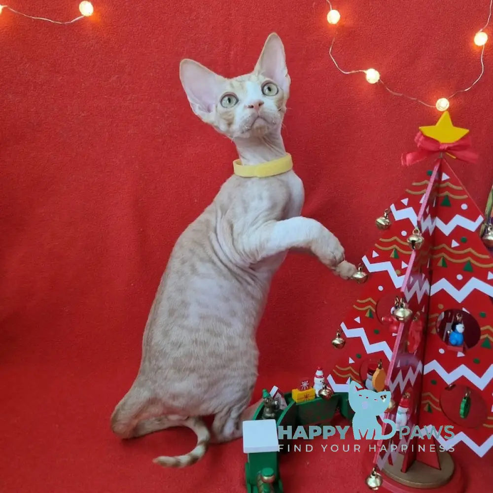 Pepsi Devon Rex Male Red Spotted Tabby Bicolour Live Animals