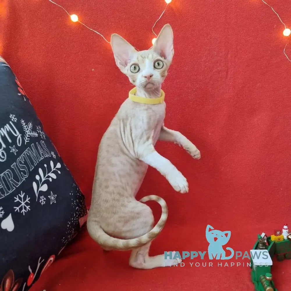 Pepsi Devon Rex Male Red Spotted Tabby Bicolour Live Animals
