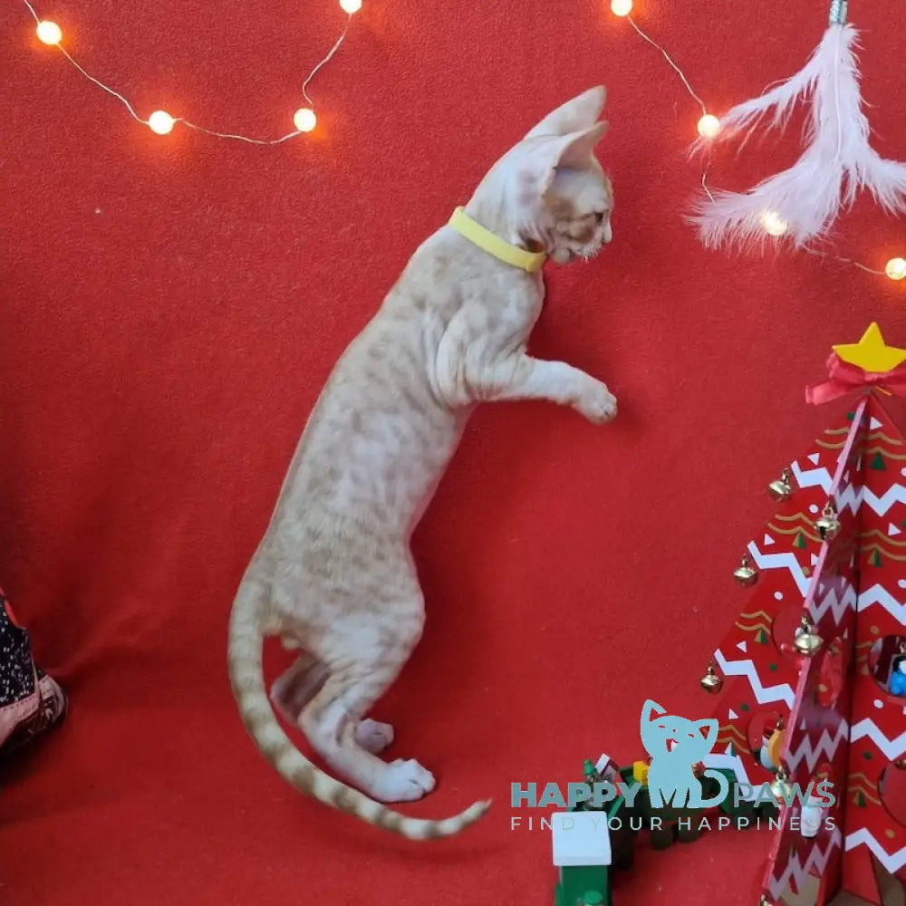 Pepsi Devon Rex Male Red Spotted Tabby Bicolour Live Animals
