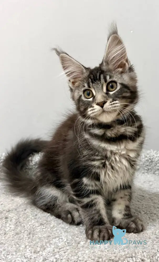 Pepsi Maine Coon female black silver tabby live animals