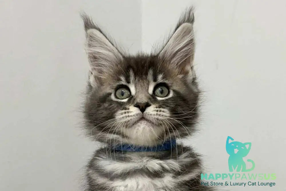 Pepsi Maine Coon female black silver tabby live animals