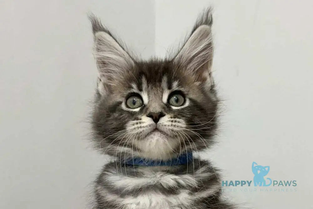 Pepsi Maine Coon female black silver tabby live animals