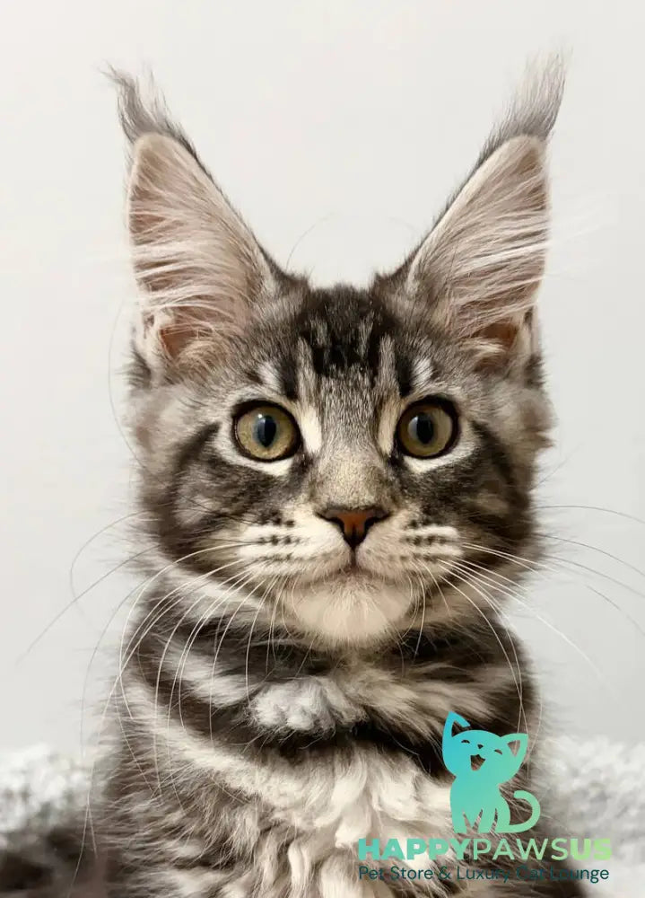 Pepsi Maine Coon female black silver tabby live animals