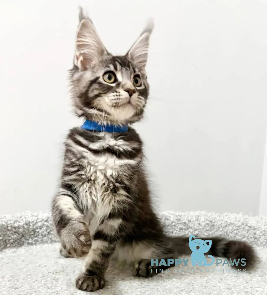 Pepsi Maine Coon female black silver tabby live animals