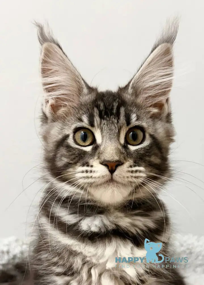 Pepsi Maine Coon female black silver tabby live animals