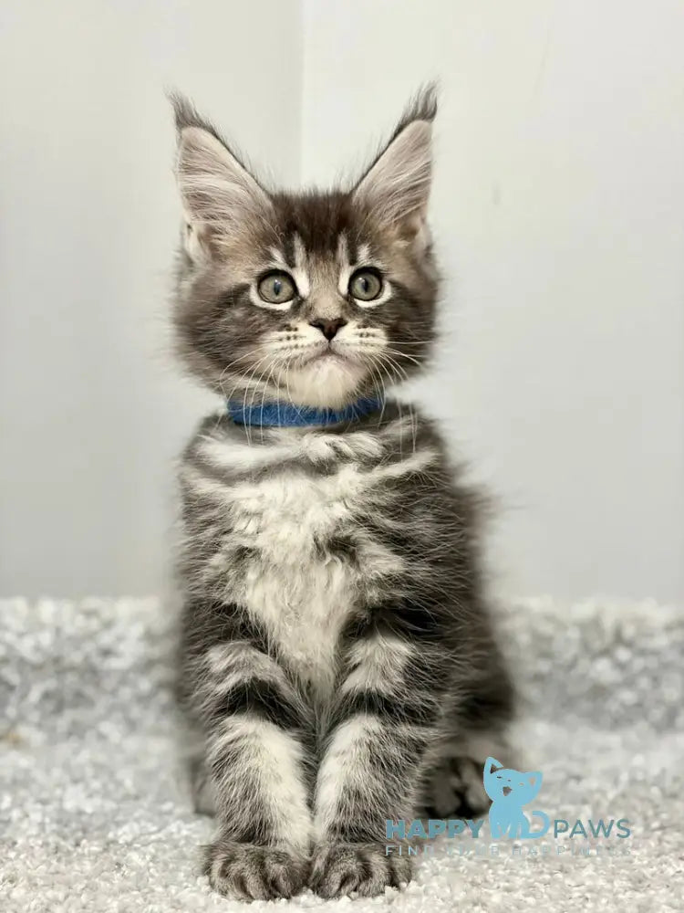 Pepsi Maine Coon female black silver tabby live animals