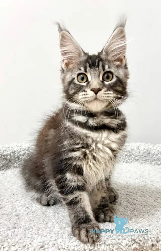 Pepsi Maine Coon female black silver tabby live animals