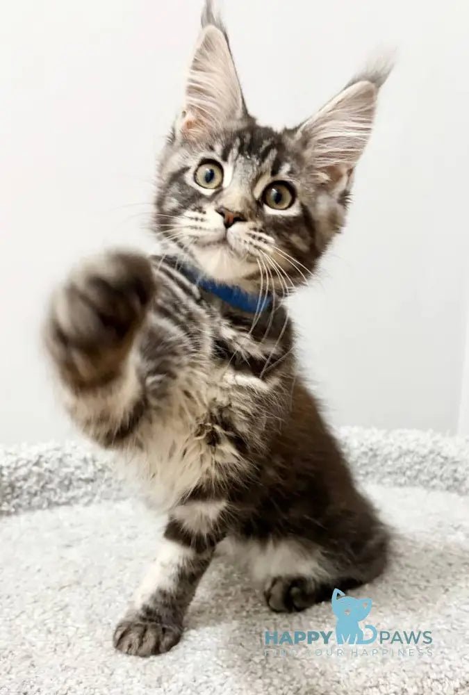 Pepsi Maine Coon female black silver tabby live animals