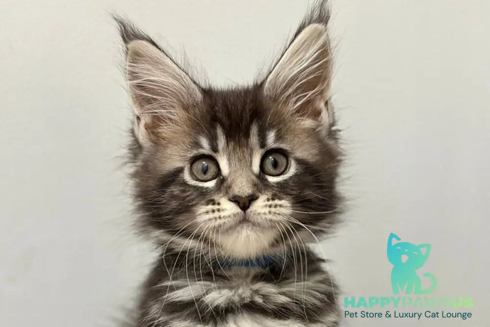 Pepsi Maine Coon female black silver tabby live animals