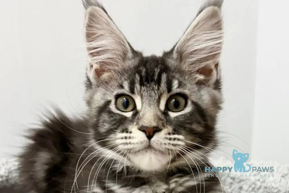 Pepsi Maine Coon female black silver tabby live animals