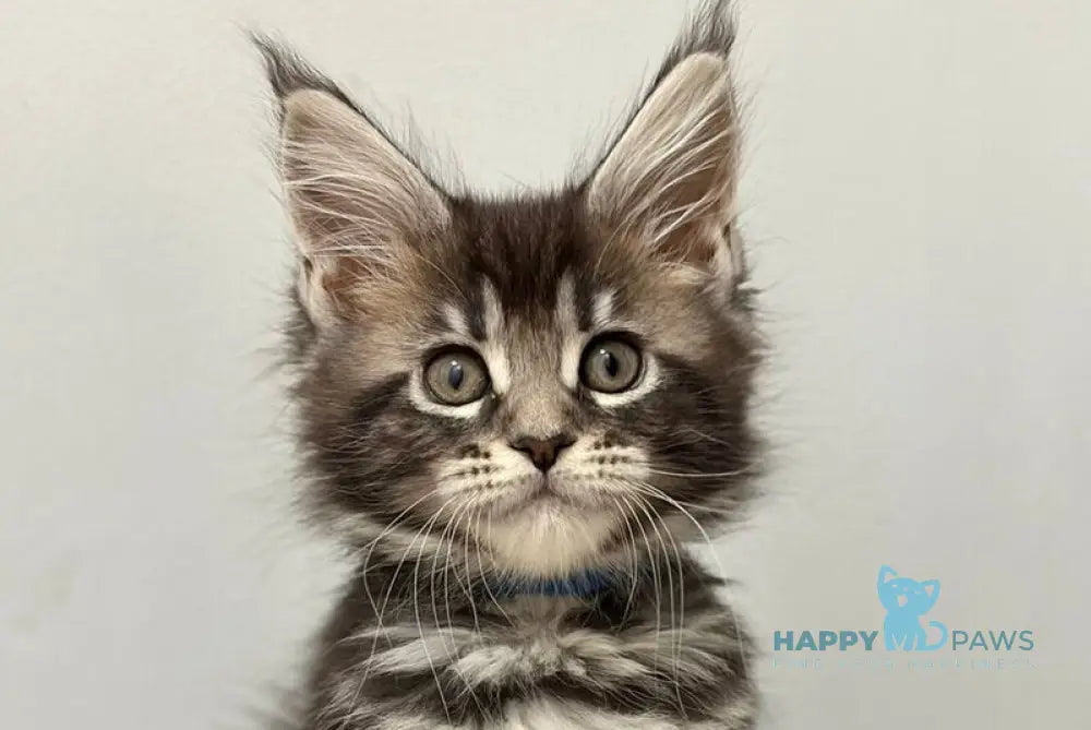 Pepsi Maine Coon female black silver tabby live animals