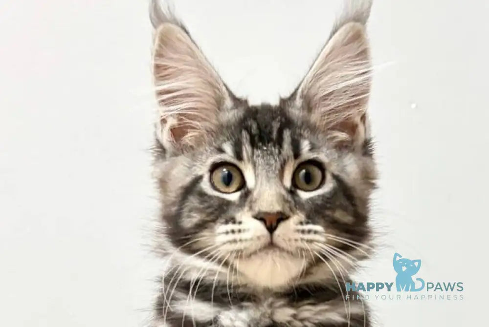 Pepsi Maine Coon female black silver tabby live animals