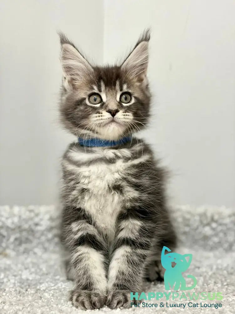 Pepsi Maine Coon female black silver tabby live animals