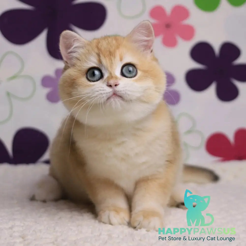 Percy British Shorthair male black golden chinchilla - live animals