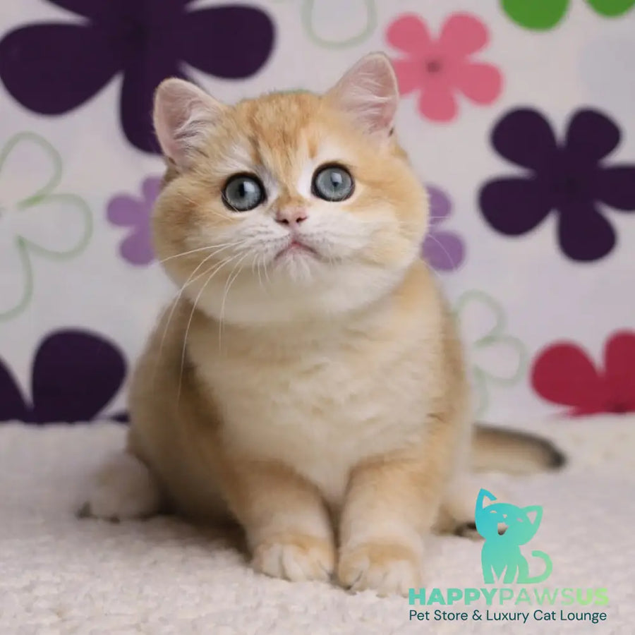 Percy British Shorthair male black golden chinchilla - live animals