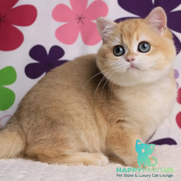 Percy British Shorthair male black golden chinchilla - live animals
