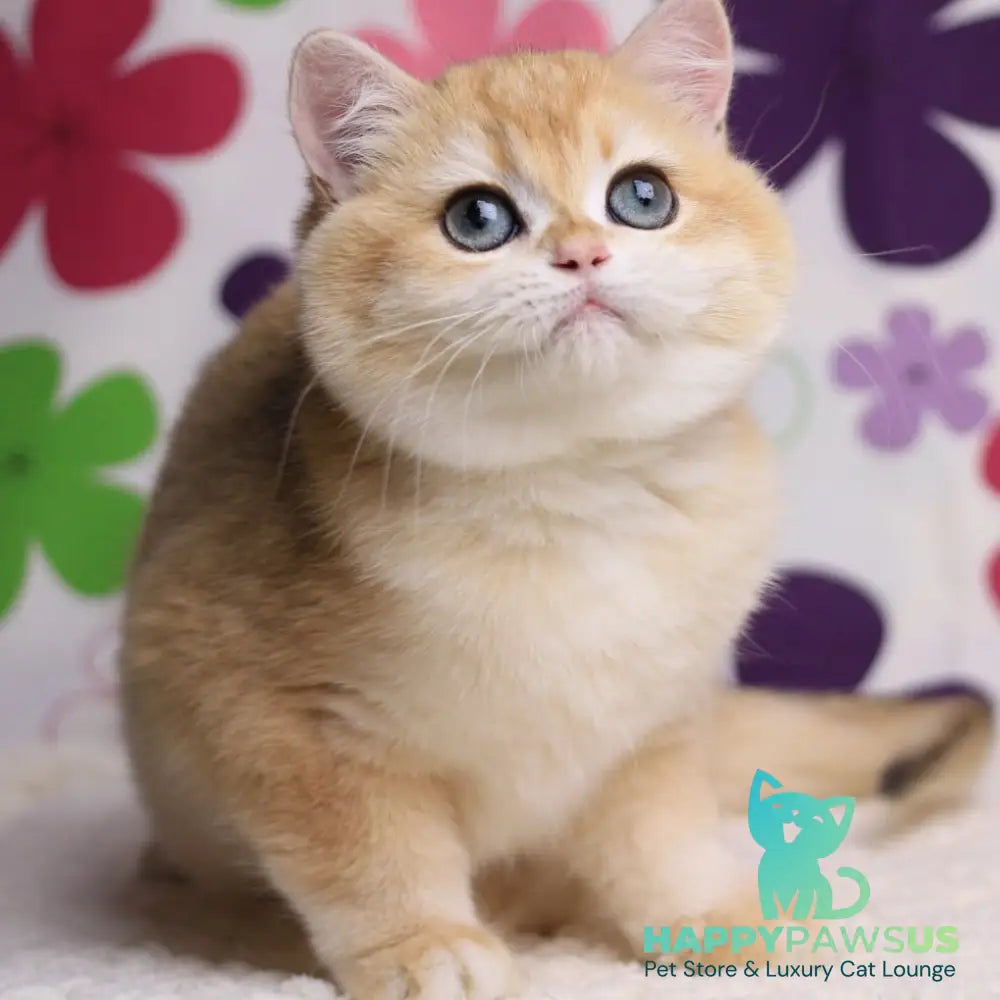 Percy British Shorthair male black golden chinchilla - live animals