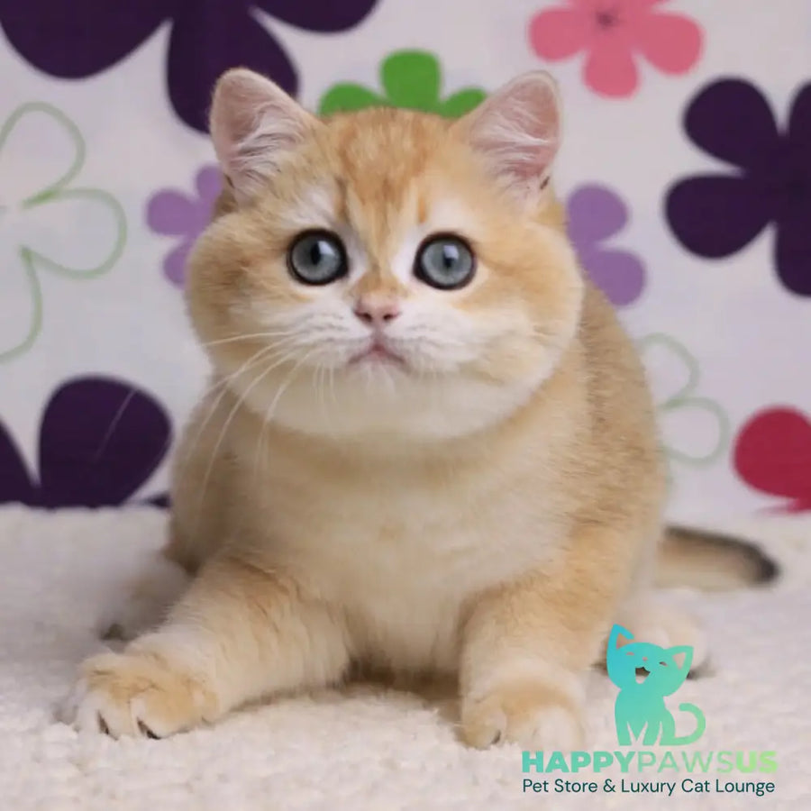 Percy British Shorthair male black golden chinchilla - live animals