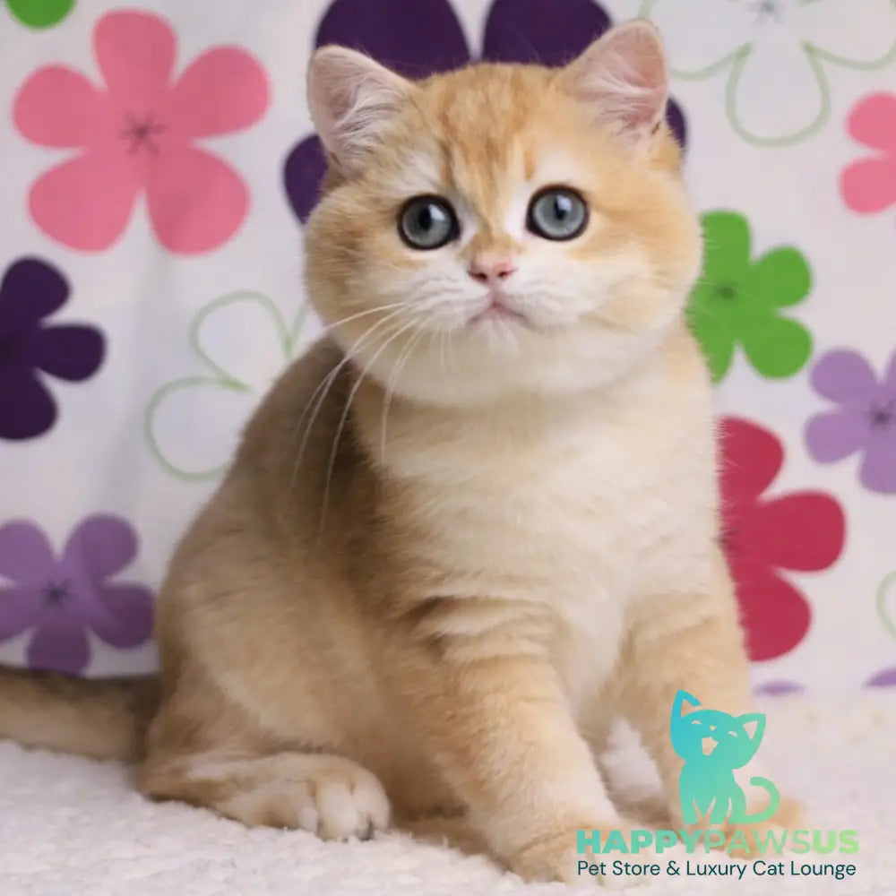 Percy British Shorthair male black golden chinchilla - live animals