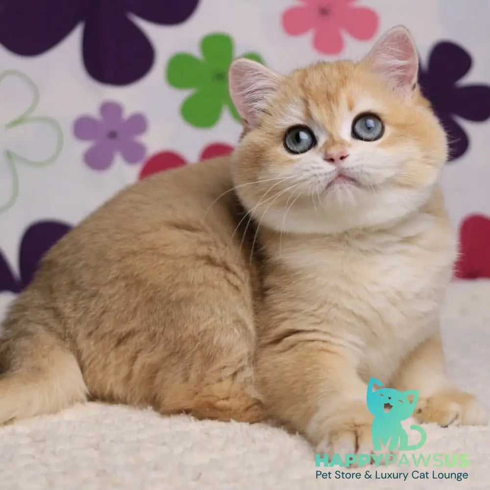 Percy British Shorthair male black golden chinchilla - live animals