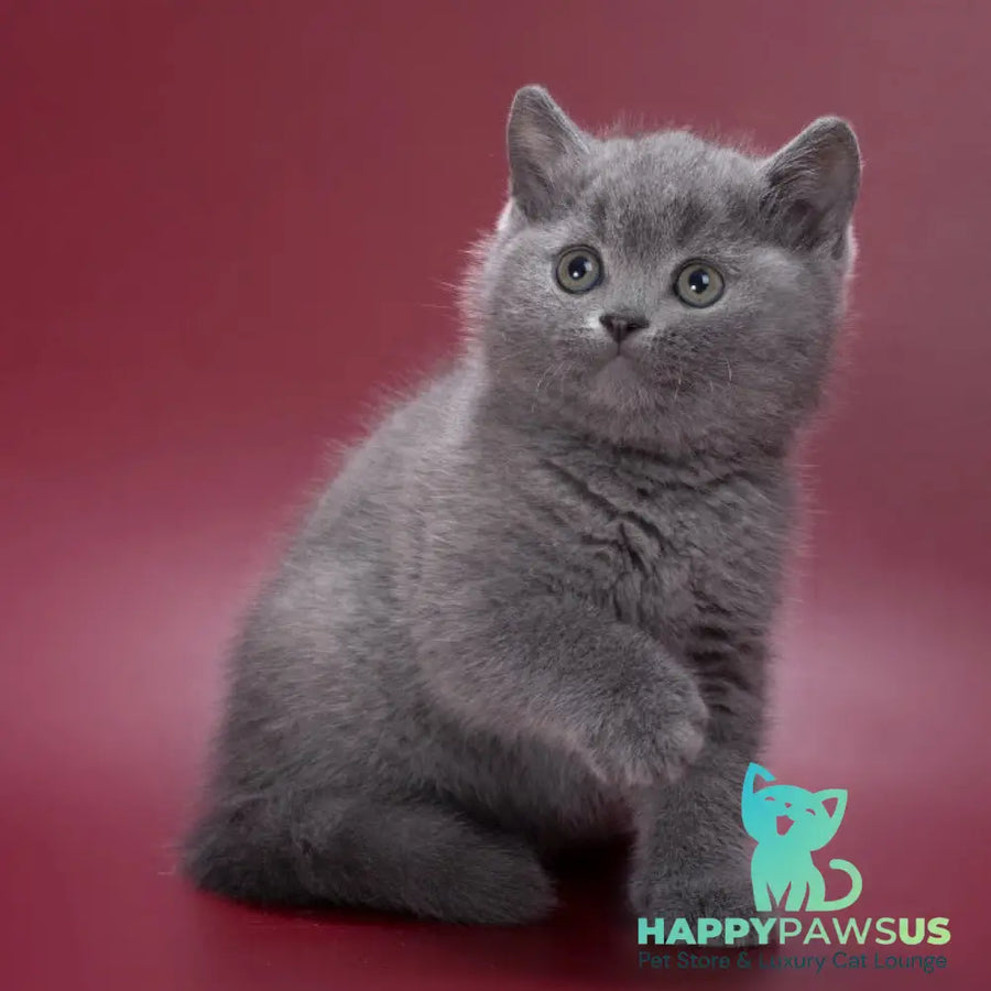 Percy British Shorthair male blue - live animals