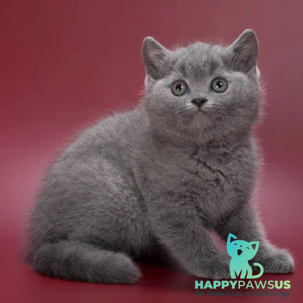 Percy British Shorthair male blue - live animals