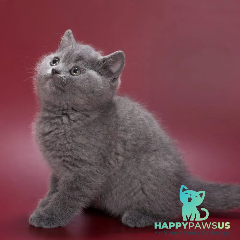Percy British Shorthair male blue - live animals