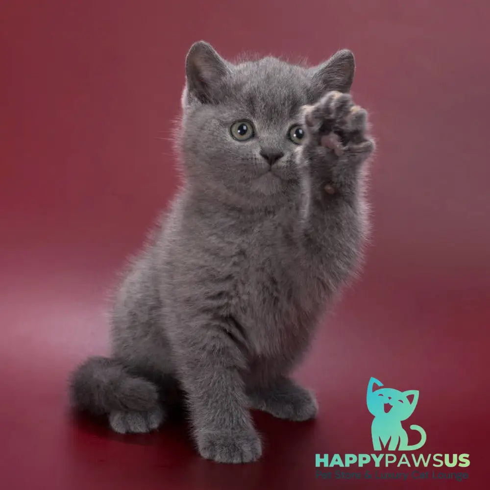 Percy British Shorthair male blue - live animals