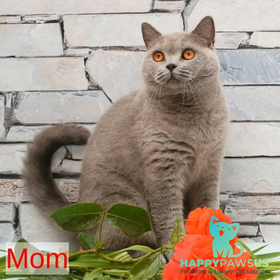 Percy British Shorthair male fawn - live animals