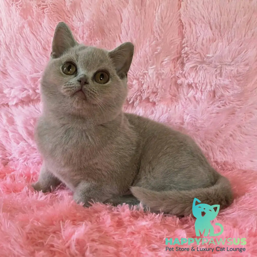 Percy British Shorthair male fawn - live animals