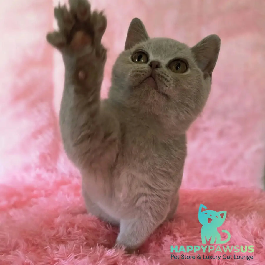 Percy British Shorthair male fawn - live animals