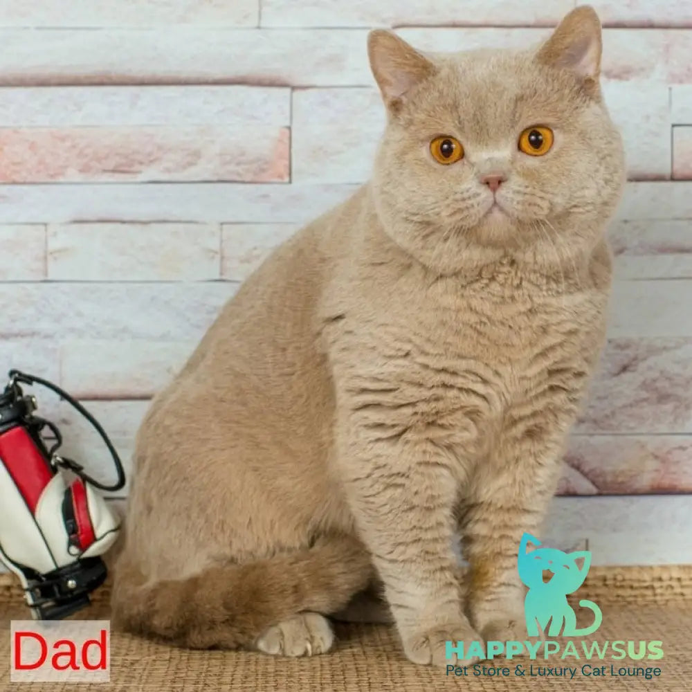Percy British Shorthair male fawn - live animals