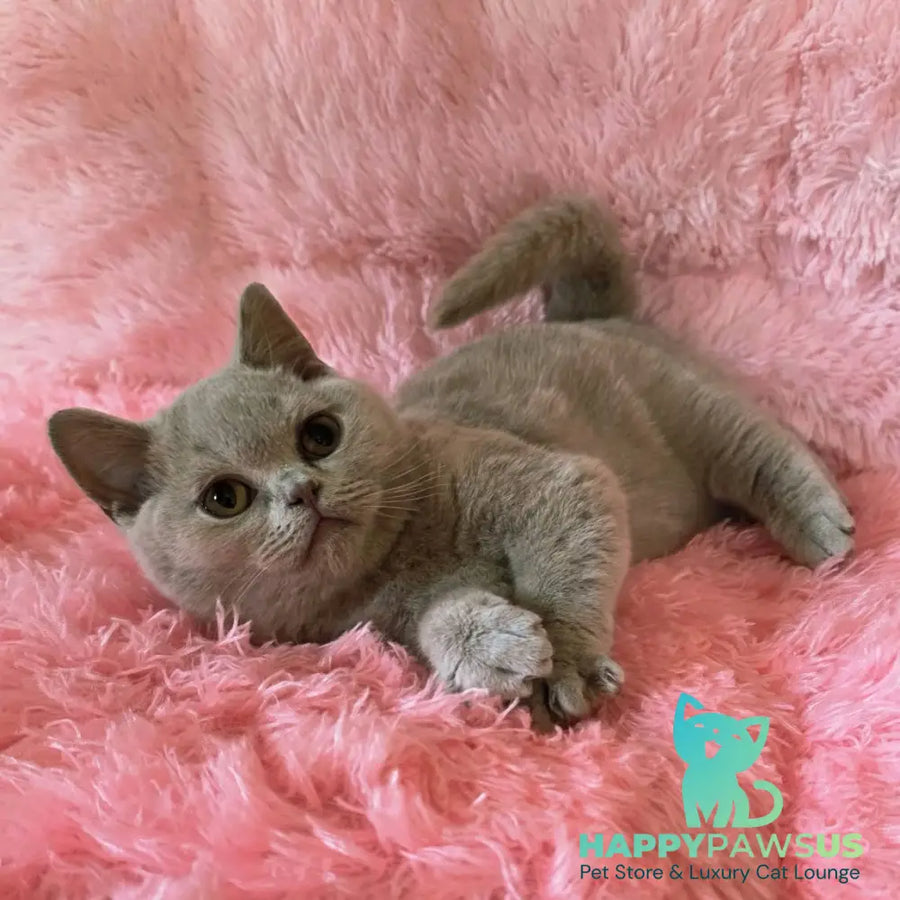 Percy British Shorthair male fawn - live animals