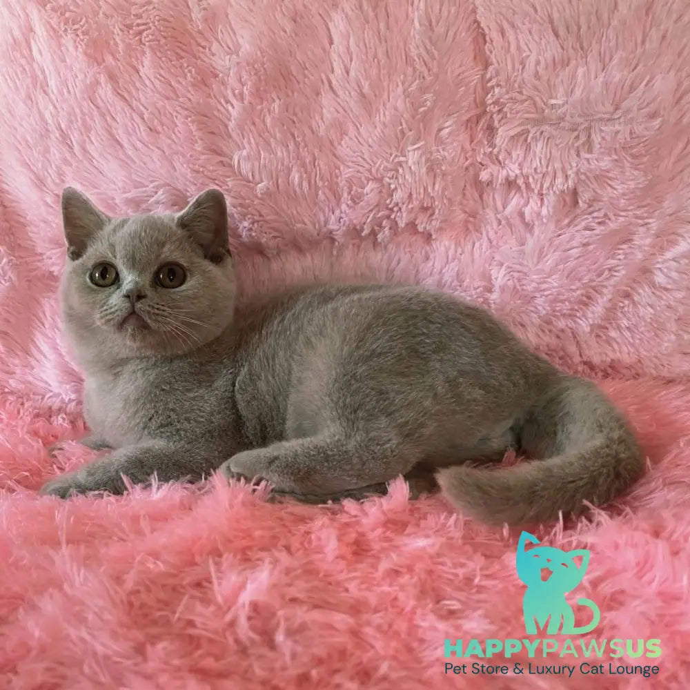 Percy British Shorthair male fawn - live animals