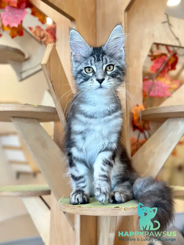 Percy Maine Coon male black silver tabby - live animals