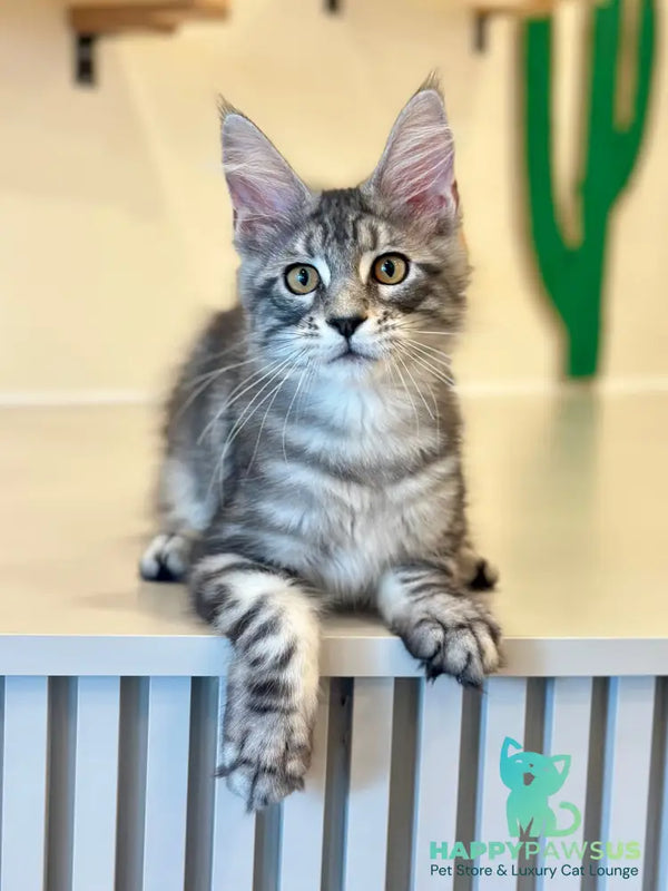 Percy Maine Coon male black silver tabby - live animals