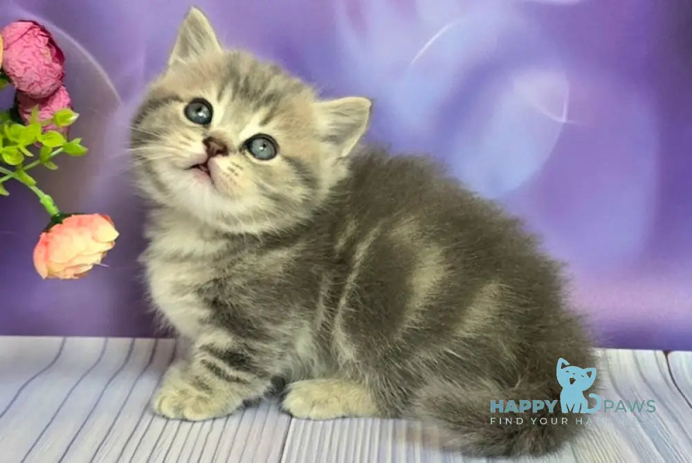 Percy Munchkin male blue tabby live animals